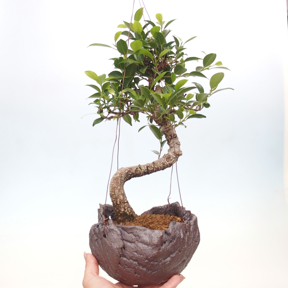 Kokedama w ceramice - figowiec drobnolistny - Ficus kimmen
