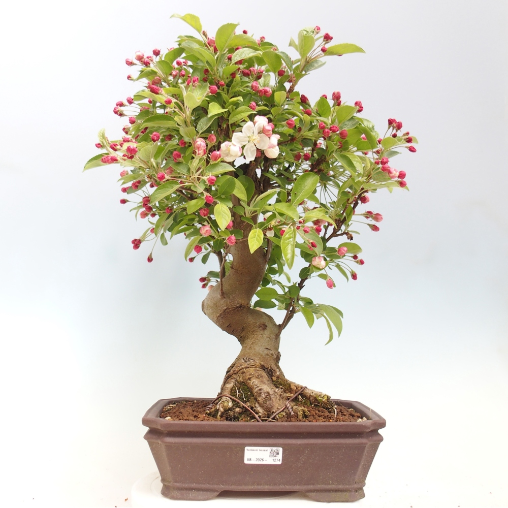 Outdoor bonsai - Malus halliana - Jabłoń drobnoowocowa