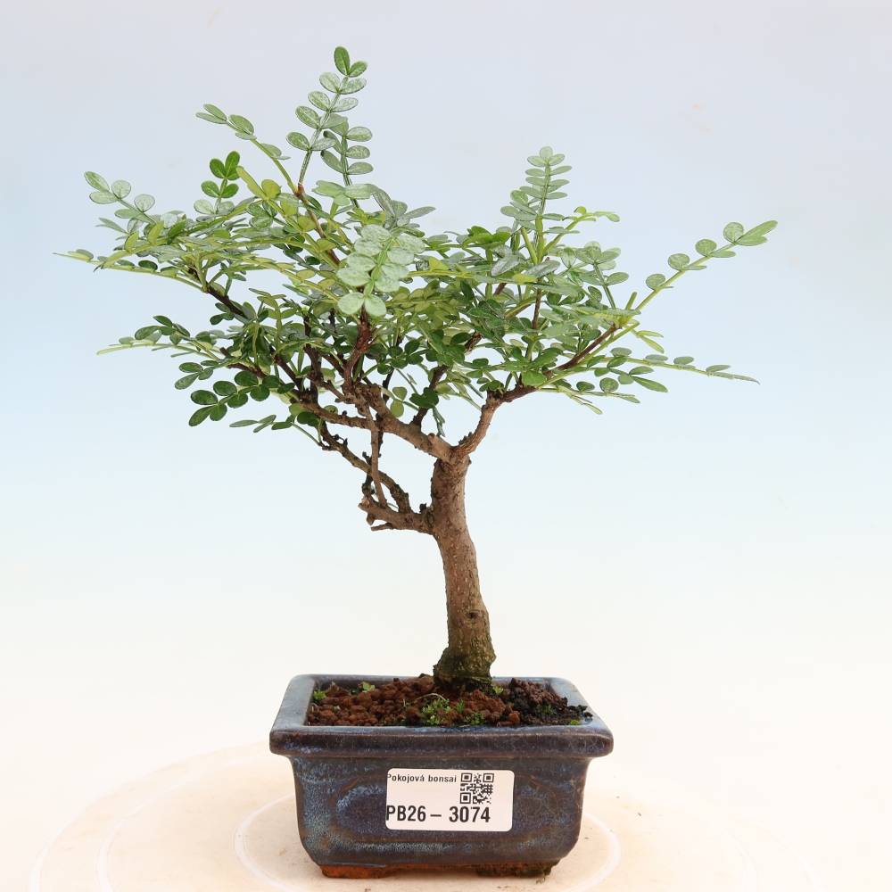 Pokój bonsai - Zantoxylum piperitum - drzewo pieprzowe