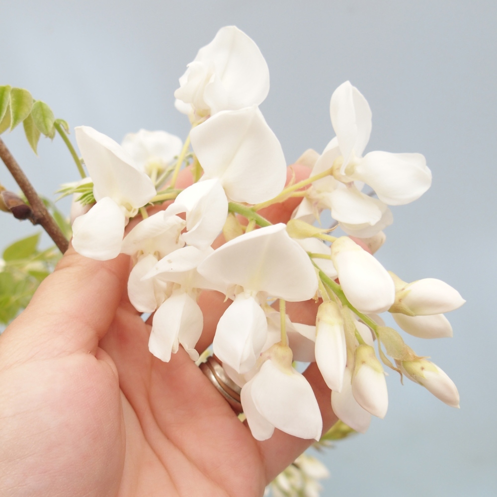 Bonsai zewnętrzne - Vistaria - Wisteria