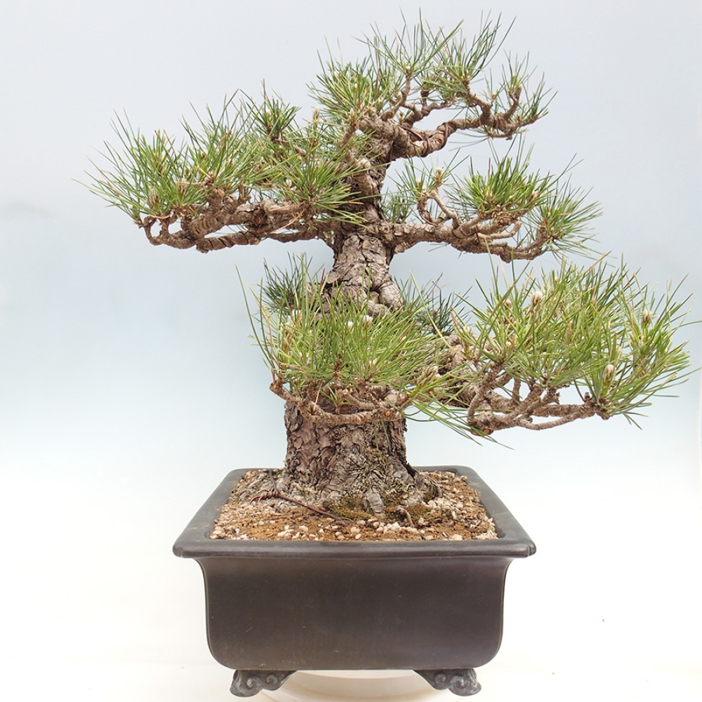 Outdoor bonsai - Pinus thunbergii - sosna Thunberga