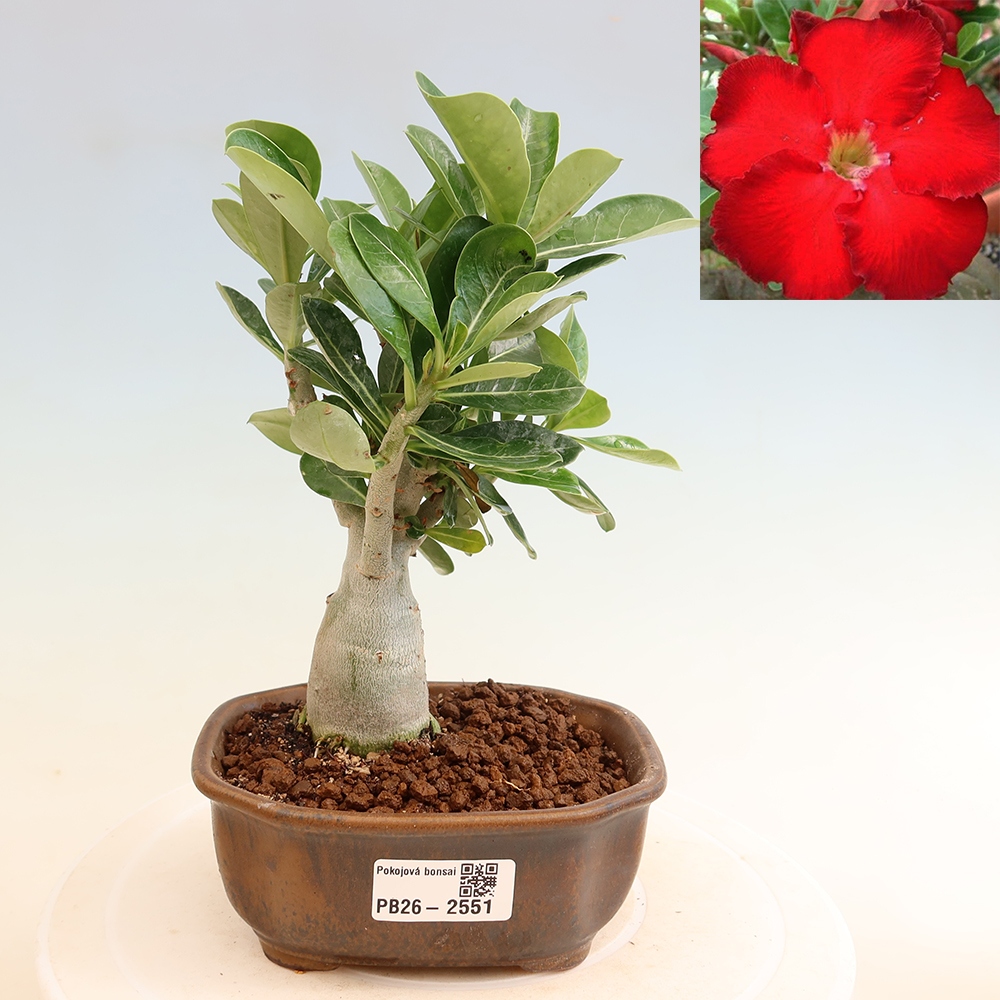 Bonsai pokojowe – Adenium obesum Red Star – Róża pustynna