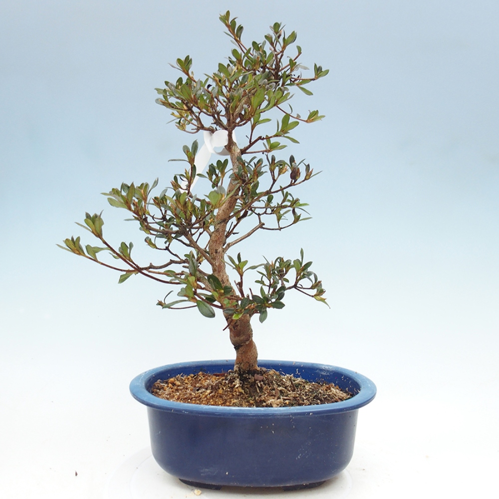 Bonsai zewnętrzne - Azalia japońska - Azalia Mio