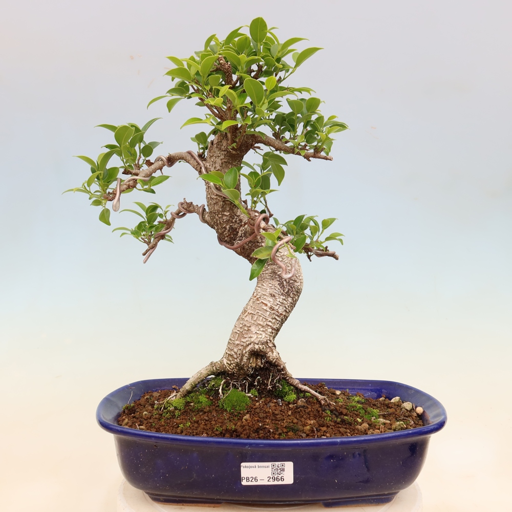 Pokój bonsai - Ficus kimmen - figowiec drobnolistny