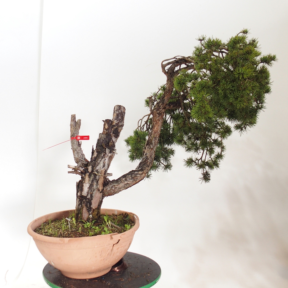 Yamadori - Pinus sylvestris Hiszpania