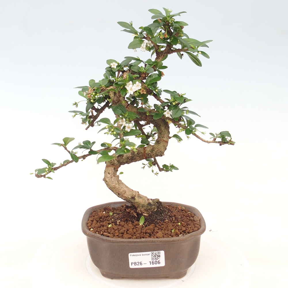 Bonsai pokojowe - Carmona macrophylla - Tea fuki