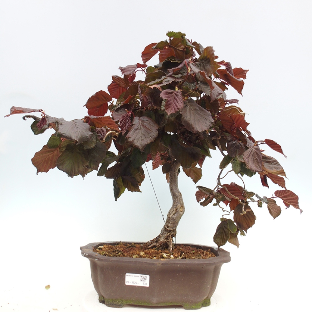 Outdoorowe bonsai - Corylus Avellana Red Majestic - Leszczyna pospolita