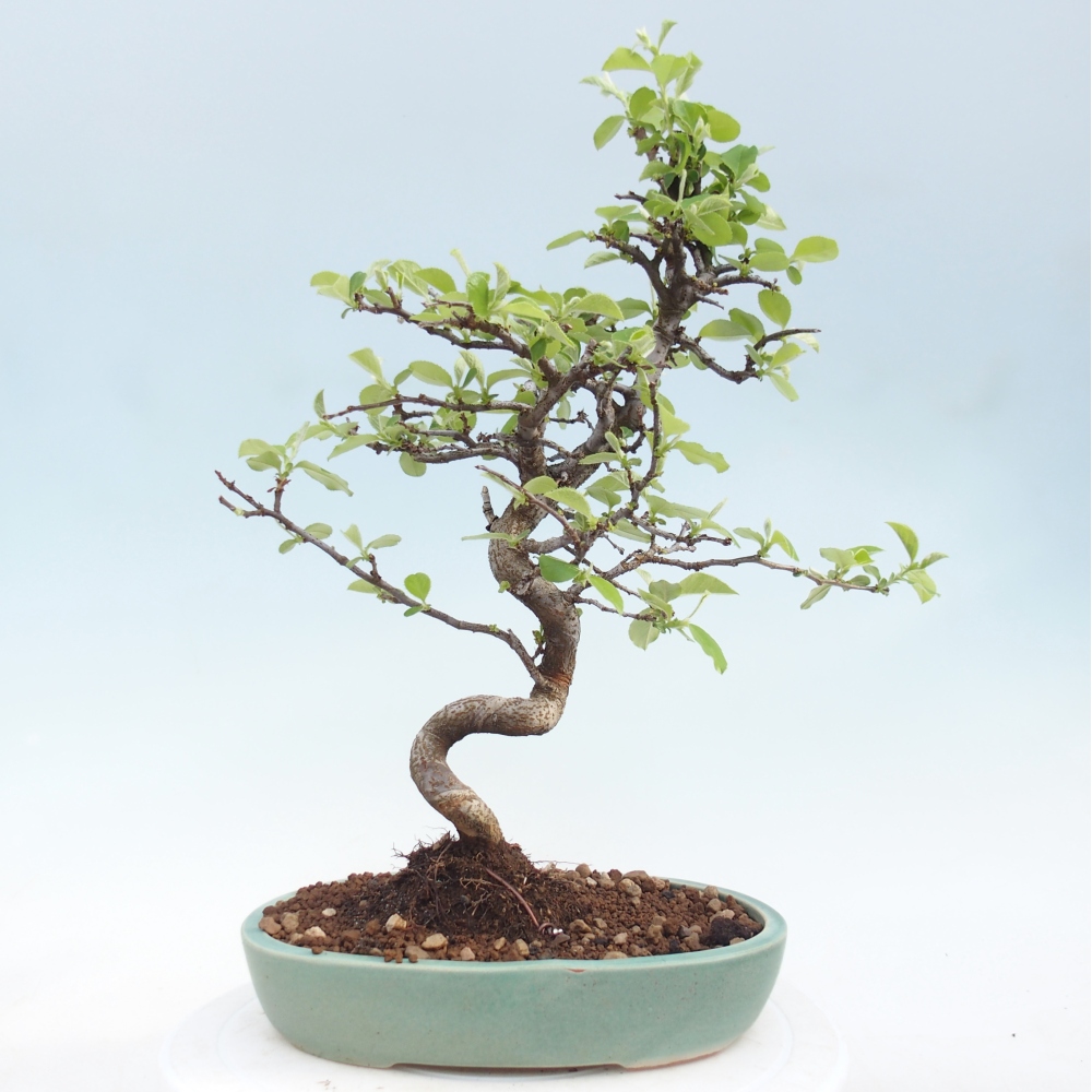 Bonsai zewnętrzne - Chaneomeles chinensis