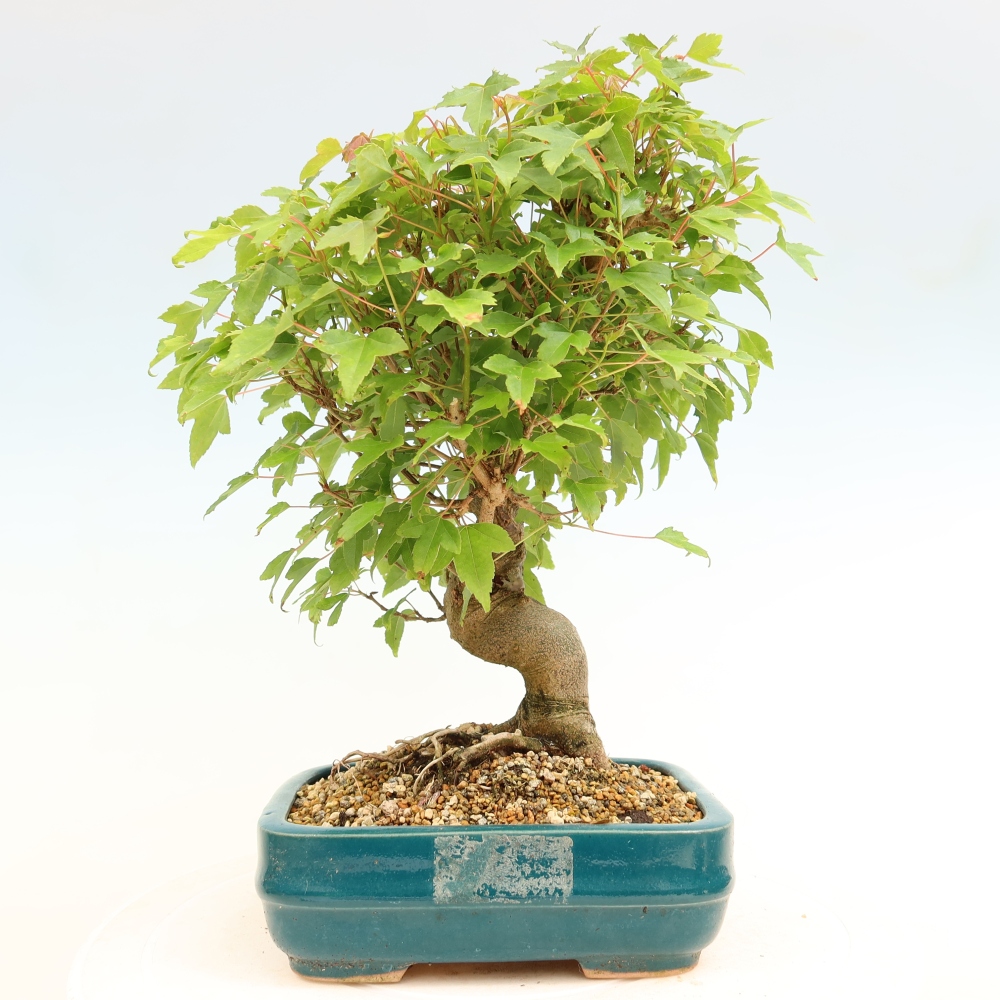 Outdoor bonsai - Klon burgeryjski - Acer burgerianum