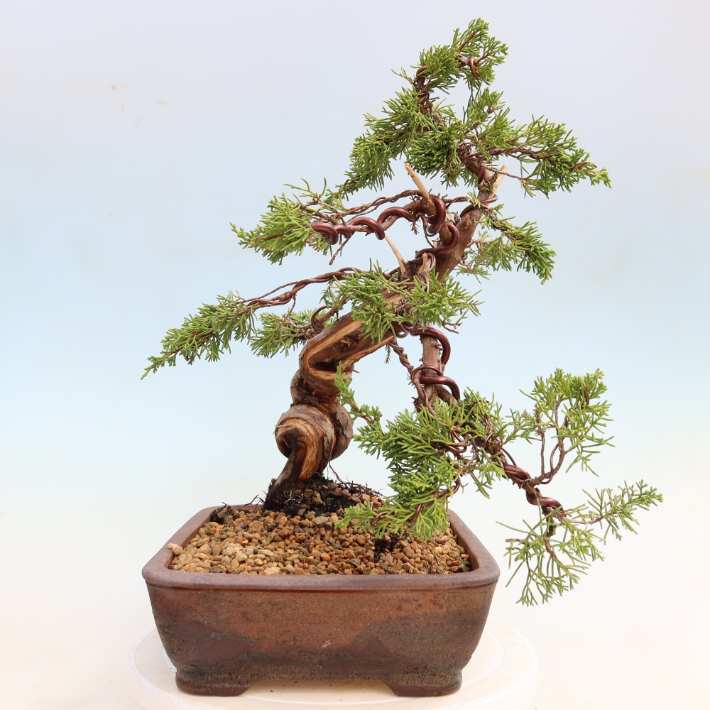 Bonsai ogrodowe – Juniperus chinensis Itoigawa – jałowiec chiński