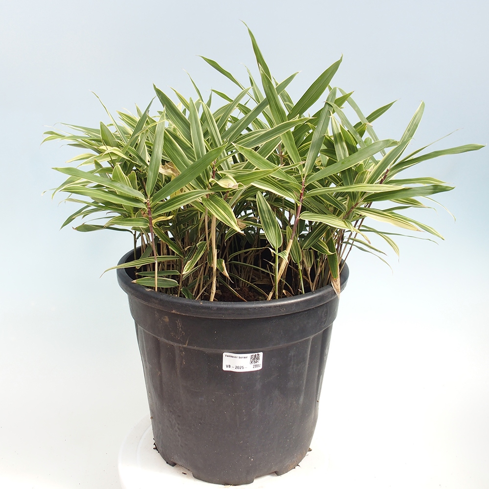 Bonsai zewnętrzne - Sasaella masamuneana Albostriata - Bambus
