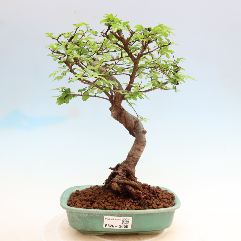 Pokój bonsai - Ulmus parvifolia - Wiąz drobnolistny