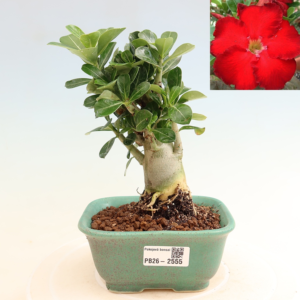 Bonsai pokojowe – Adenium obesum Red Star – Róża pustynna