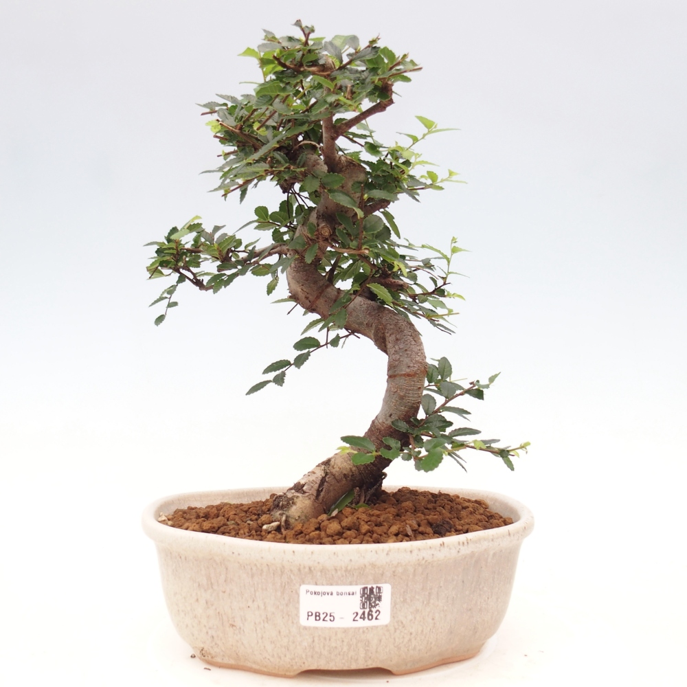 Bonsai wewnętrzne - Ulmus parvifolia - Wiąz drobnolistny