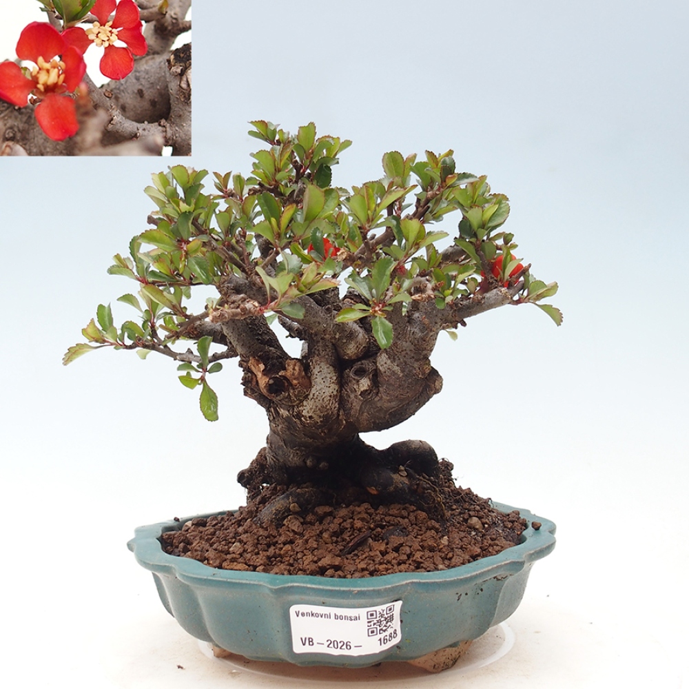 Bonsai zewnętrzne - Chaneomeles speciosa - Pigwa