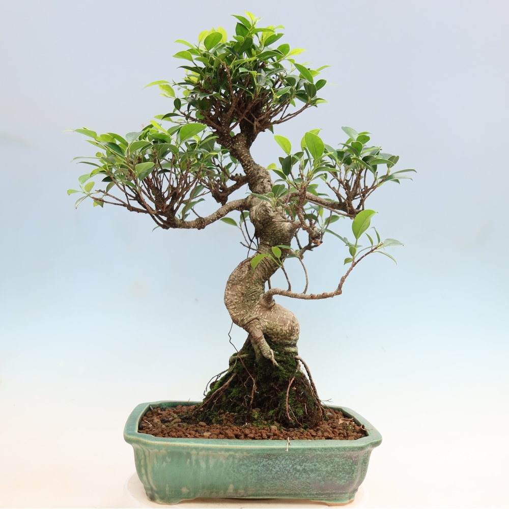 Pokój bonsai - Ficus kimmen - figowiec drobnolistny