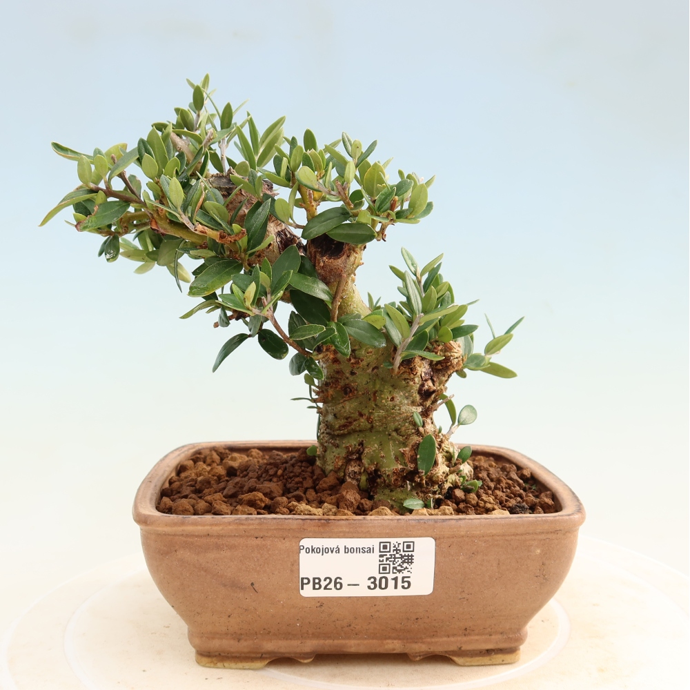 Bonsai do wnętrz - Olea europaea sylvestris