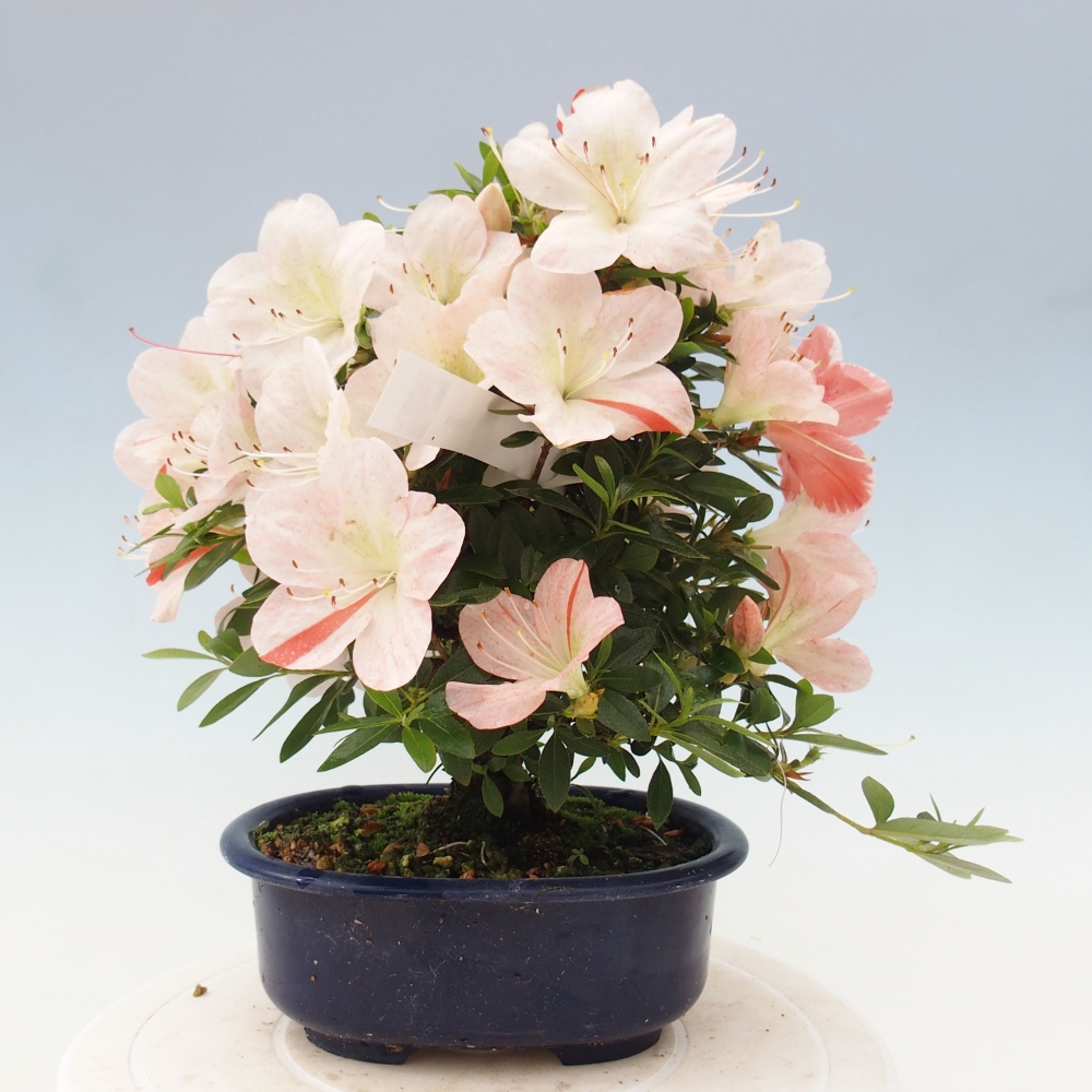 Bonsai ogrodowe - azalia japońska - Azalea Asazakura