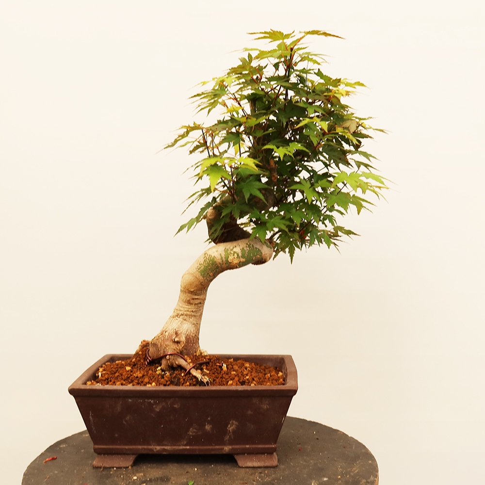 Outdoor bonsai - Klon palmowy - Palmy