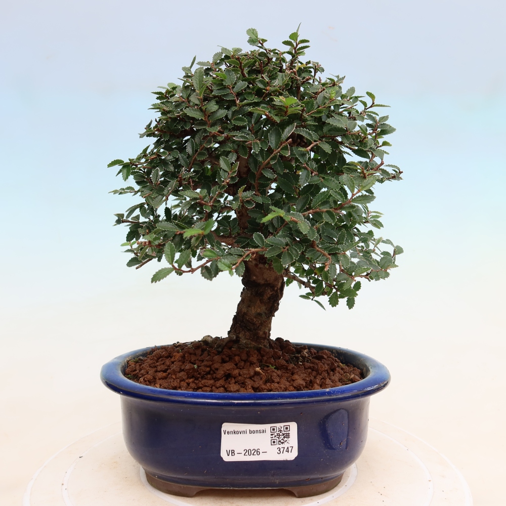 Bonsai zewnętrzne - Zelkova - Zelkova NIRE