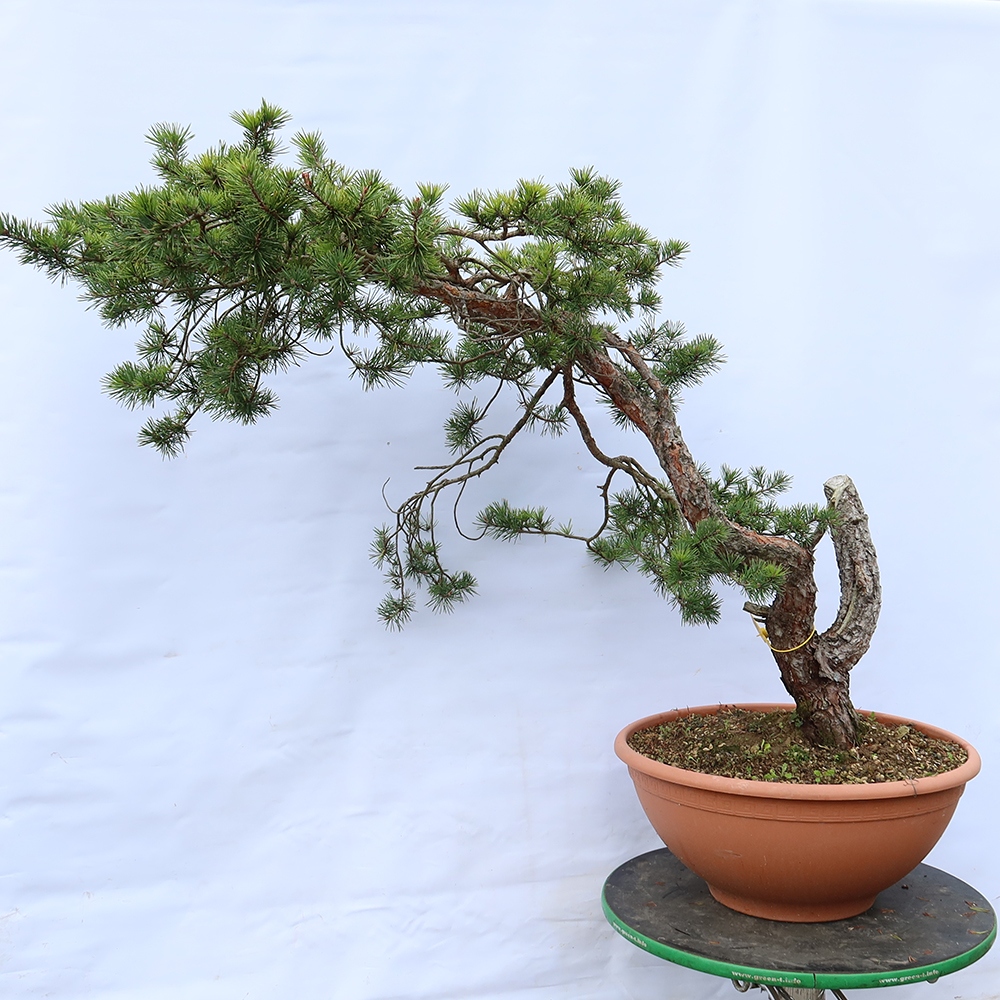Pinus sylvestris Hiszpania – sosna zwyczajna