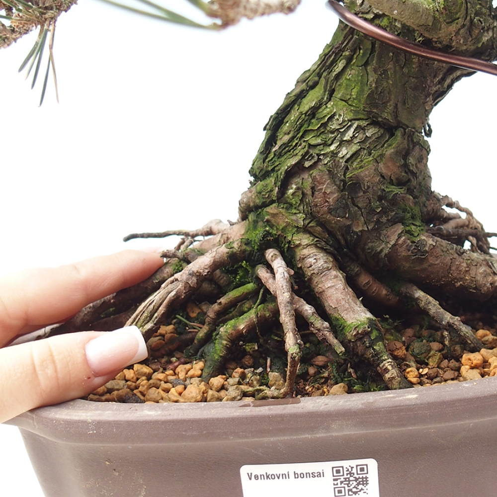 Outdoor bonsai - Pinus thunbergii Kotobuki - Sosna Thunberga