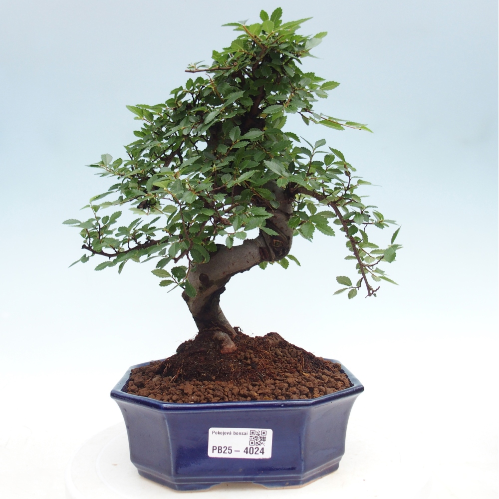 Pokój bonsai - Ulmus parvifolia - Wiąz drobnolistny