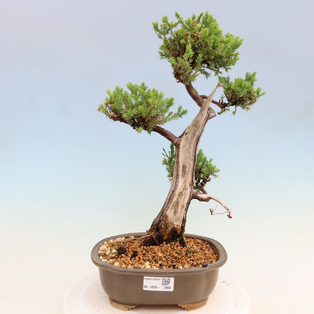 Bonsai ogrodowe – Juniperus squamata – Jałowiec łuskowaty