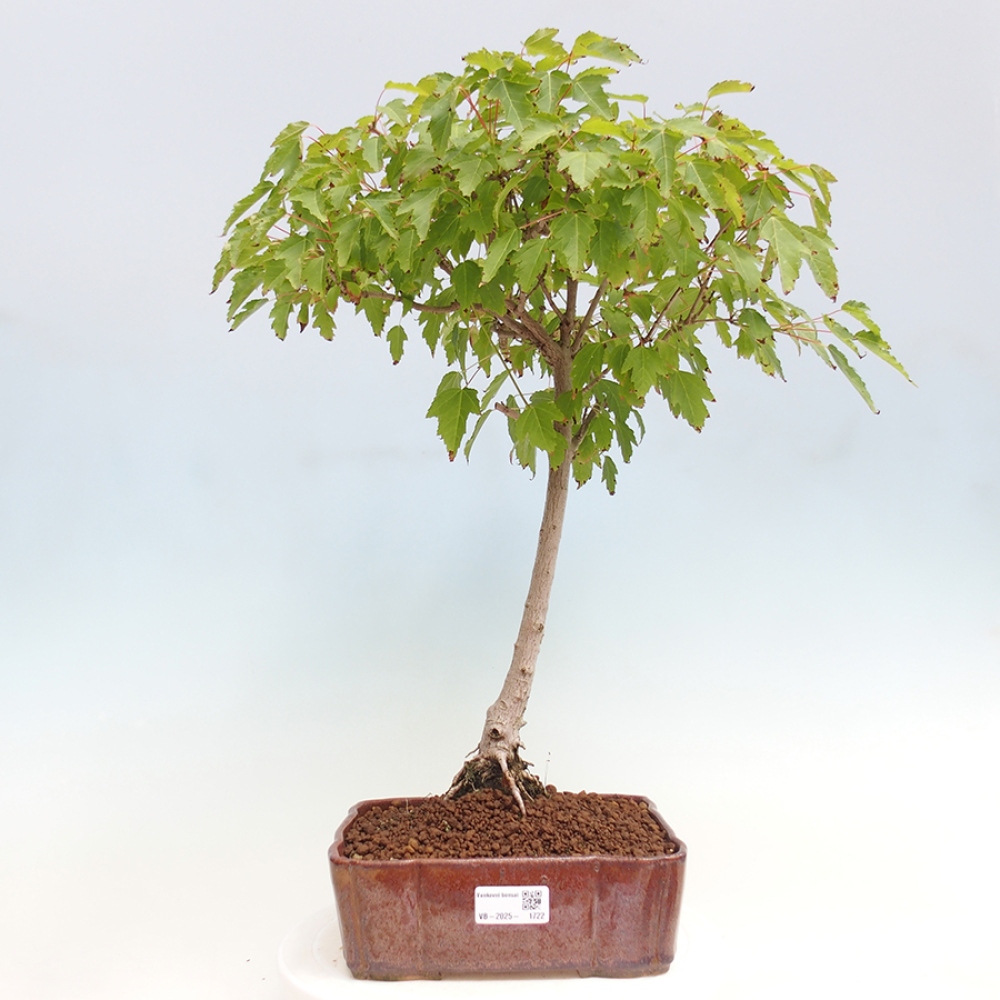 Outdoor bonsai - Acer ginala - Ognisty klon