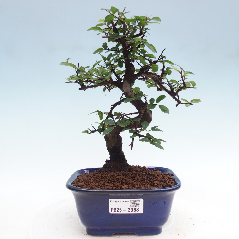 Pokój bonsai - Ulmus parvifolia - Wiąz drobnolistny