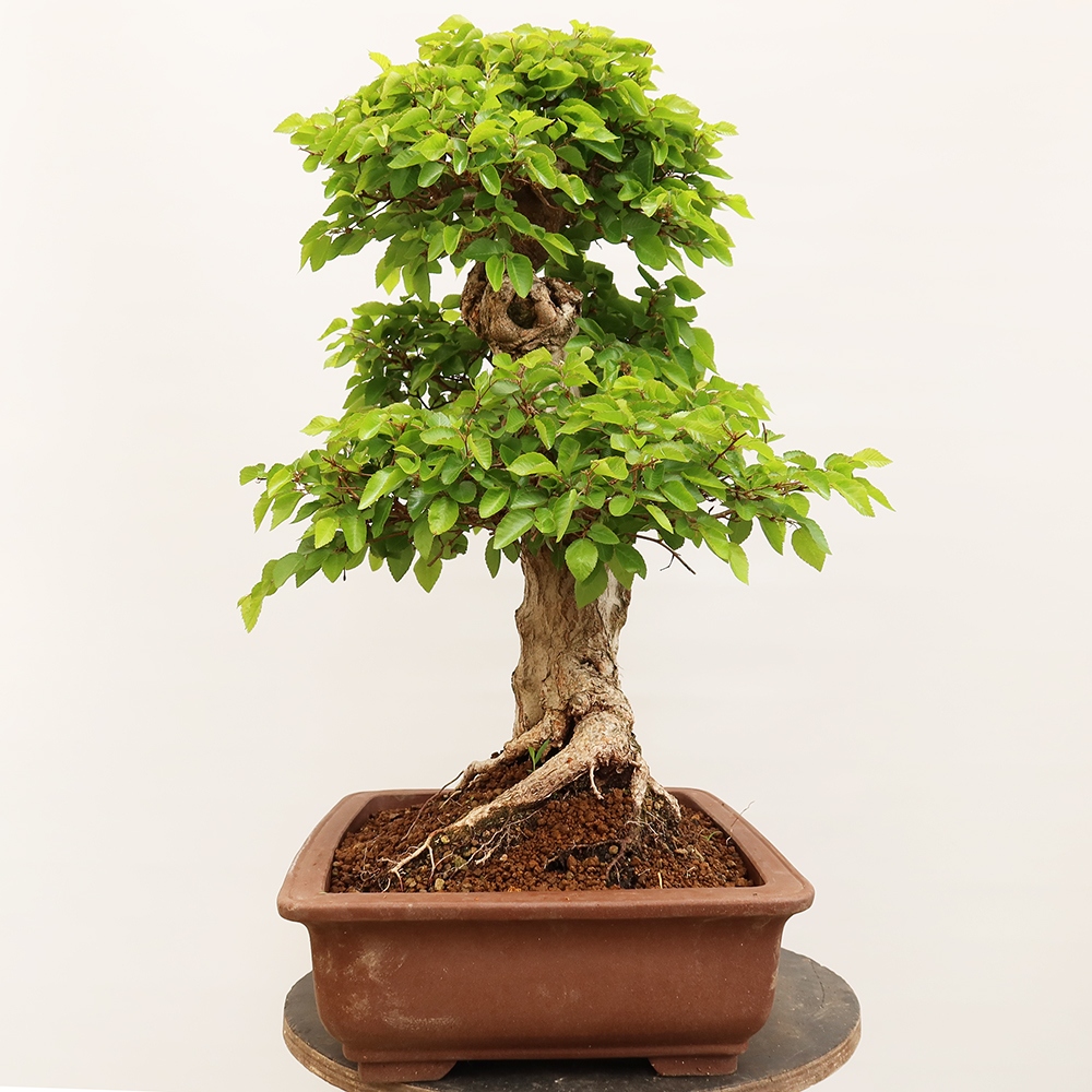 Bonsai plenerowe - Carpinus Coreana - grab koreański