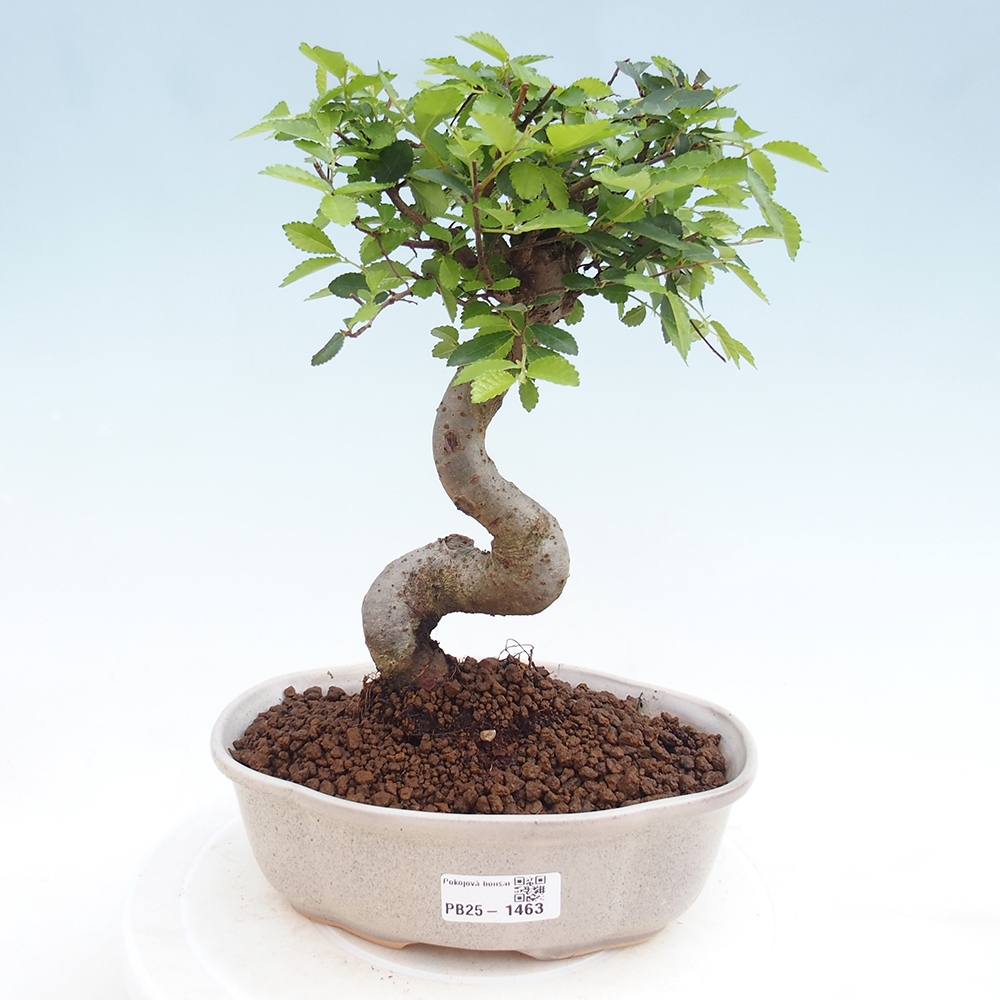 Bonsai wewnętrzne - Ulmus parvifolia - Wiąz drobnolistny