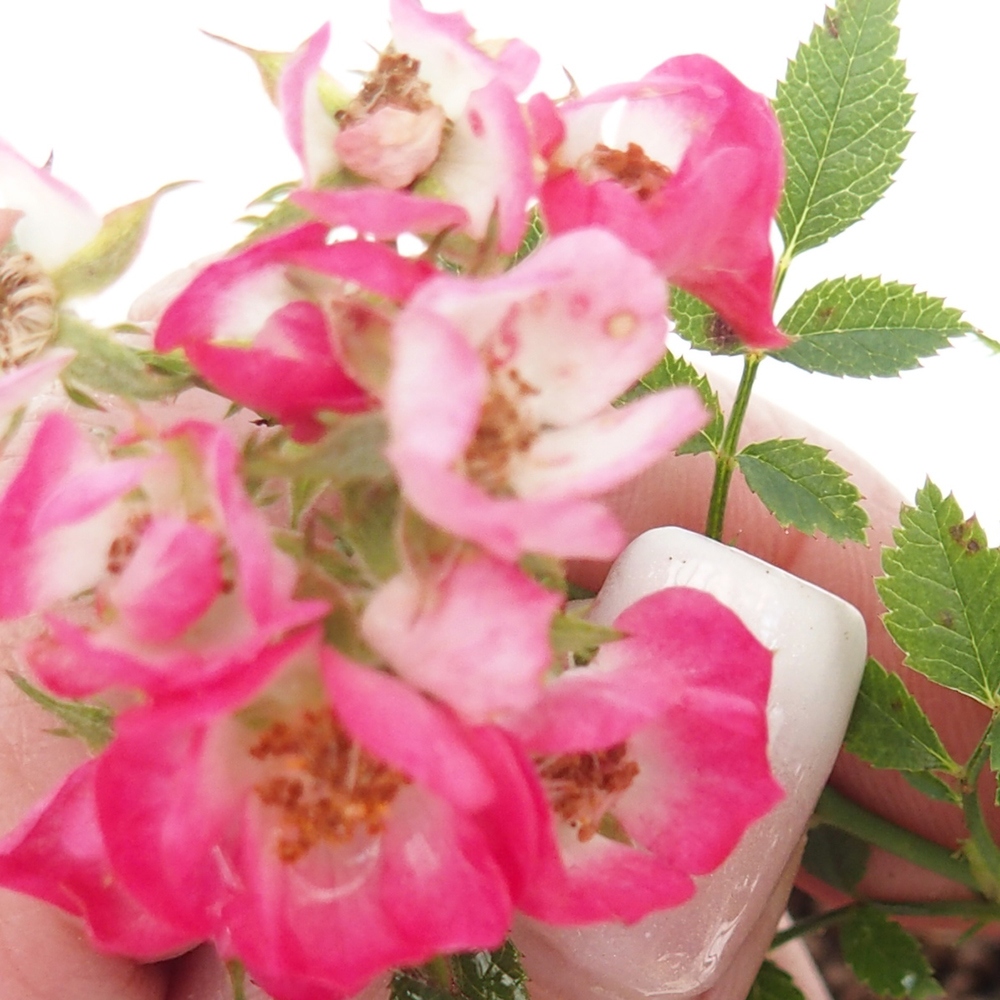 Bonsai zewnętrzne - Rosa Cutie Pie - Róże