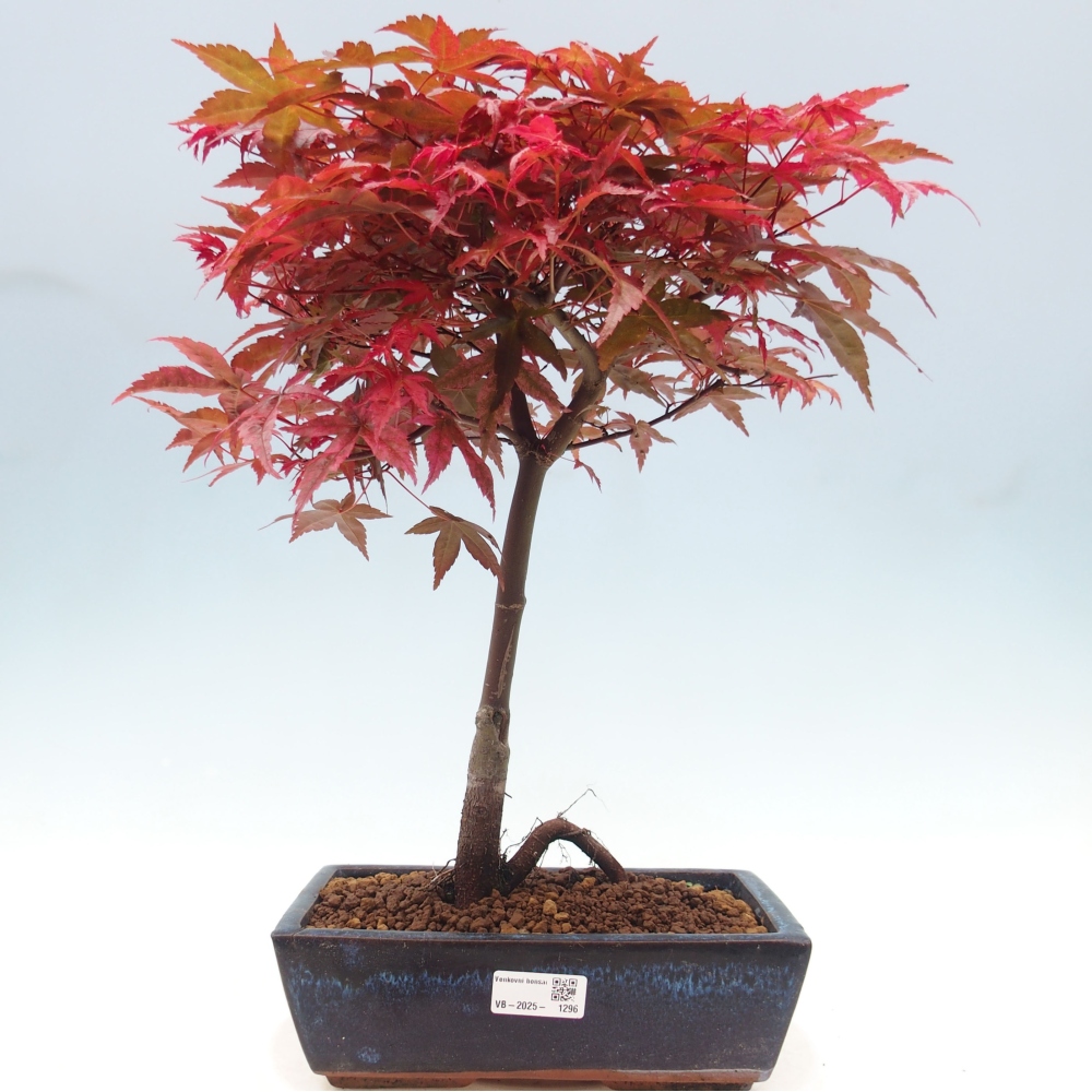 Outdoor bonsai - dlanitolistý klon - Acer palmatum DESHOJO