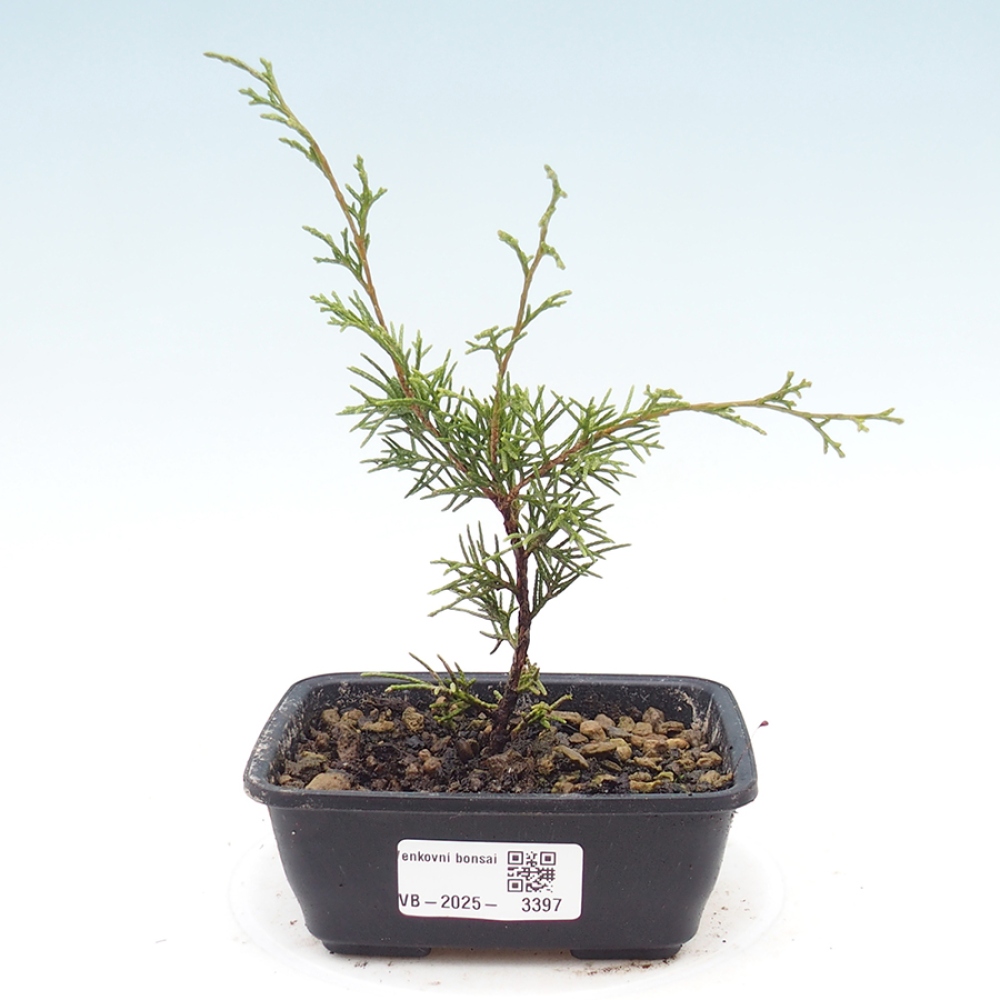 Outdoor bonsai - Juniperus chinensis Itoigawa - Jałowiec chiński