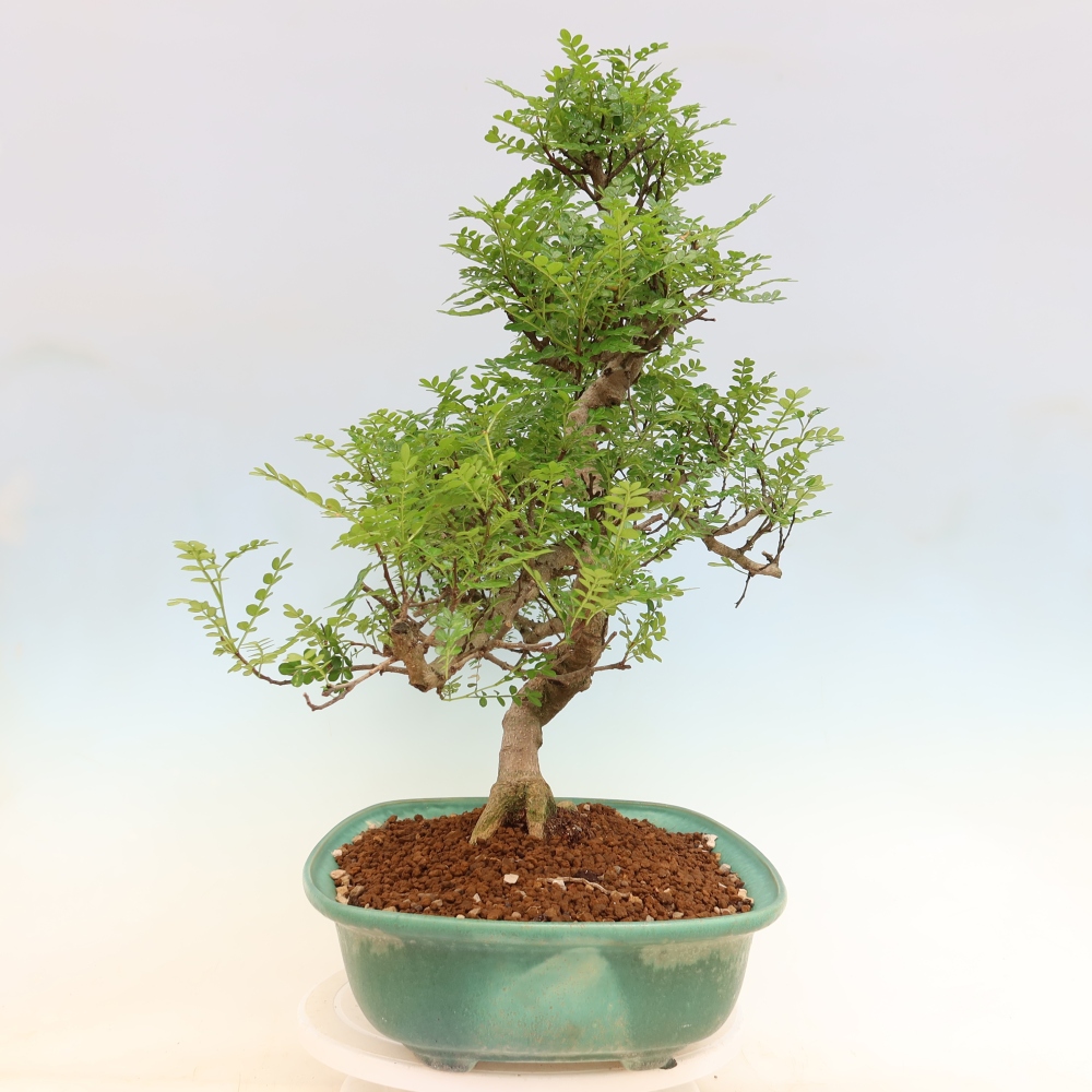 Pokój bonsai - Zantoxylum piperitum - drzewo pieprzowe