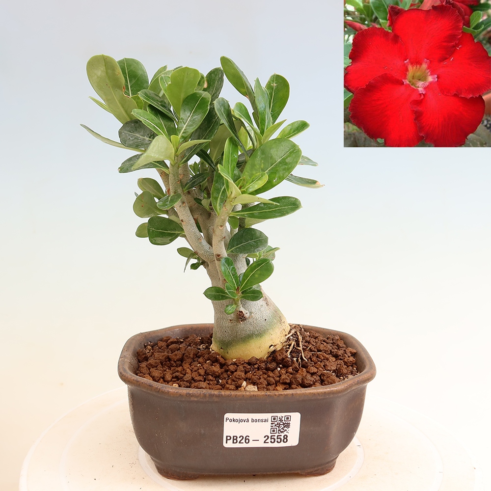 Bonsai pokojowe – Adenium obesum Red Star – Róża pustynna