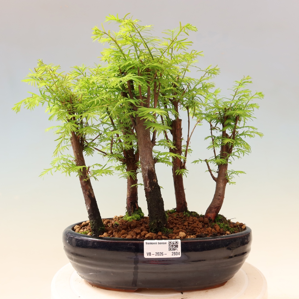 Bonsai ogrodowe – Metasequoia glyptostroboides – metasekwoja chińska – zagajnik