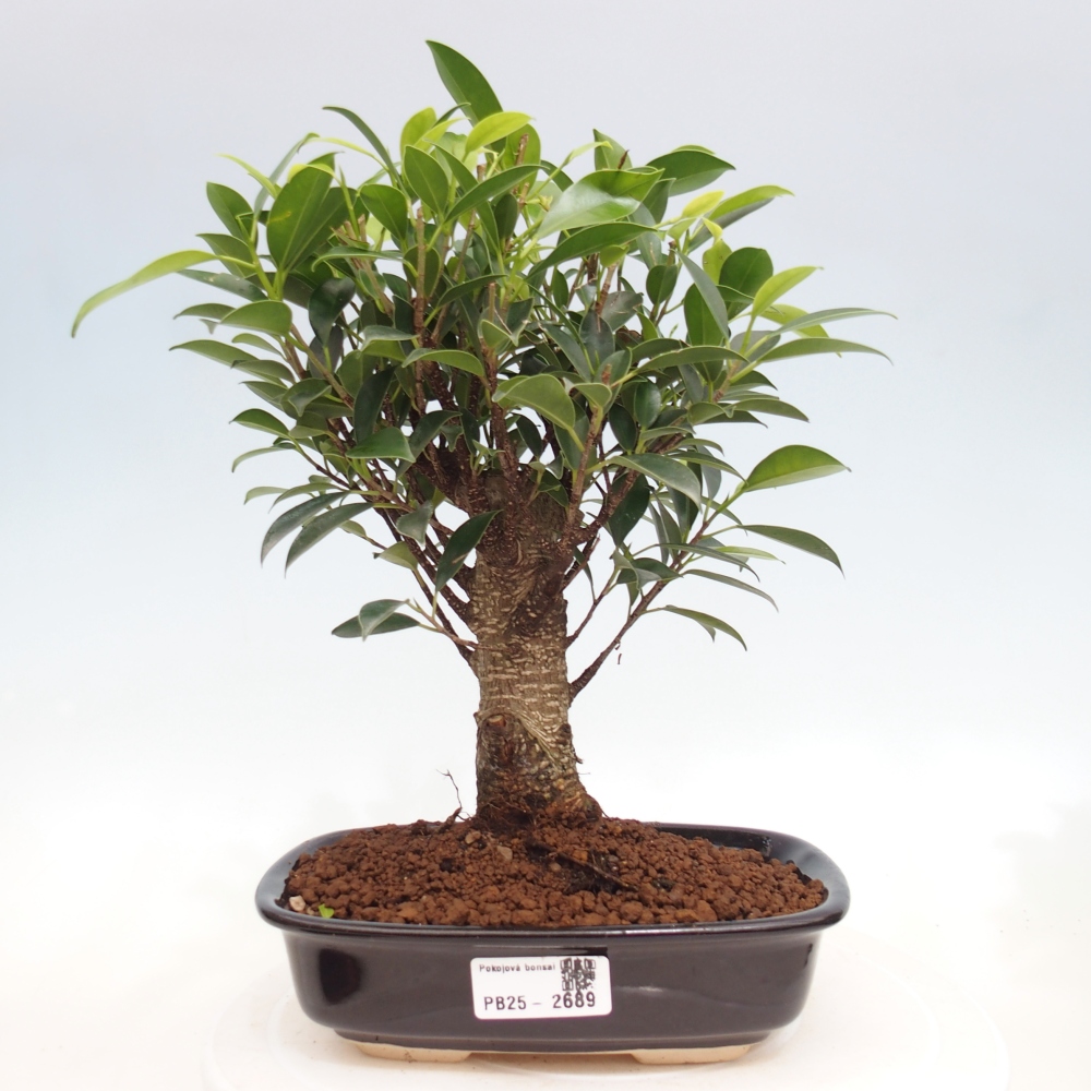 Kryty bonsai - Ficus retusa - figowiec drobnolistny