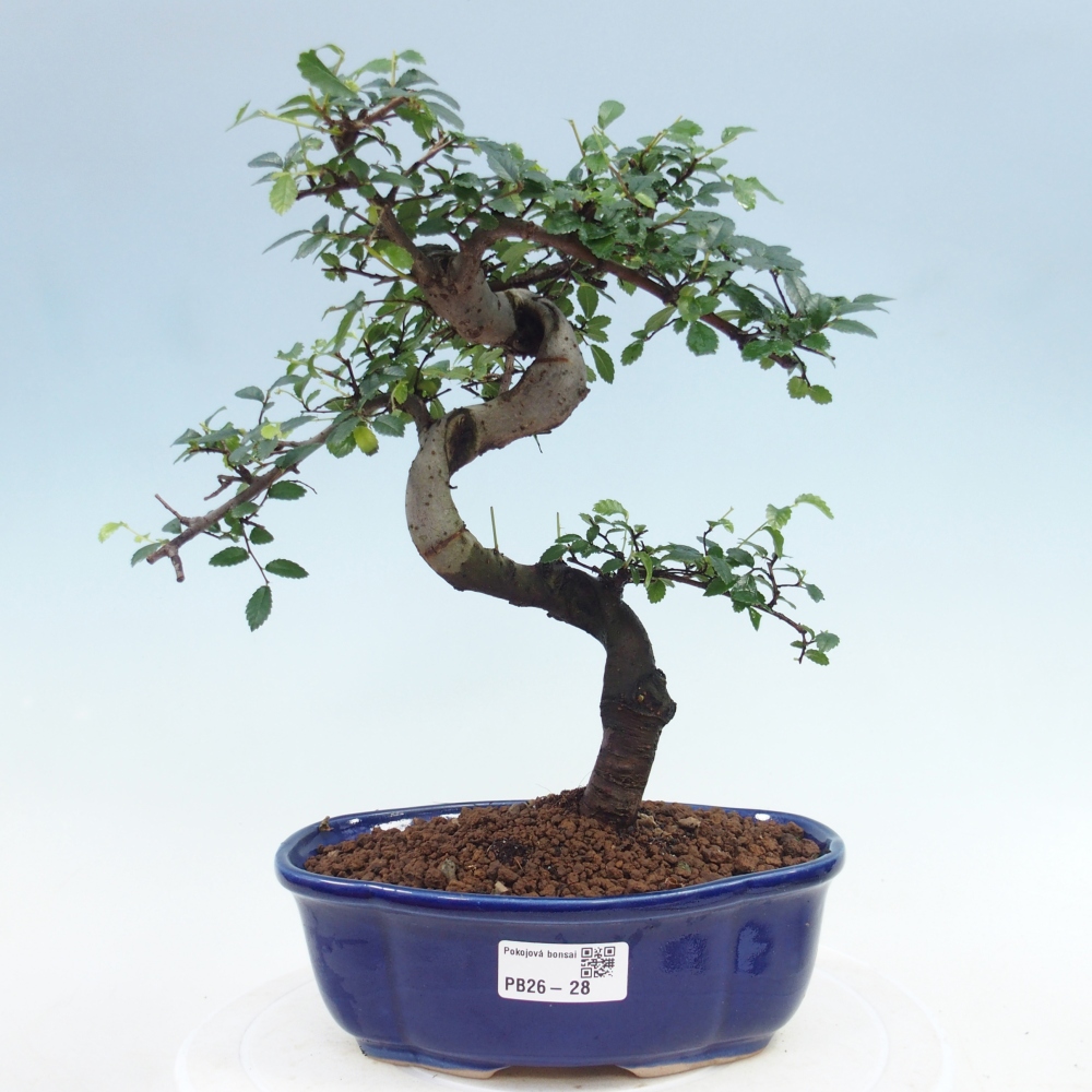 Pokój bonsai - Ulmus parvifolia - Wiąz drobnolistny