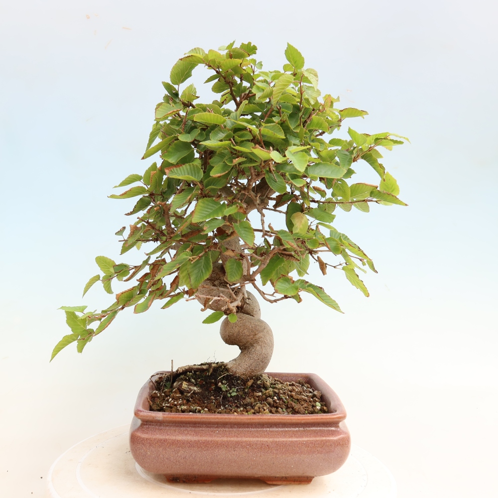 Outdoor bonsai - Carpinus CARPINOIDES - grab koreański
