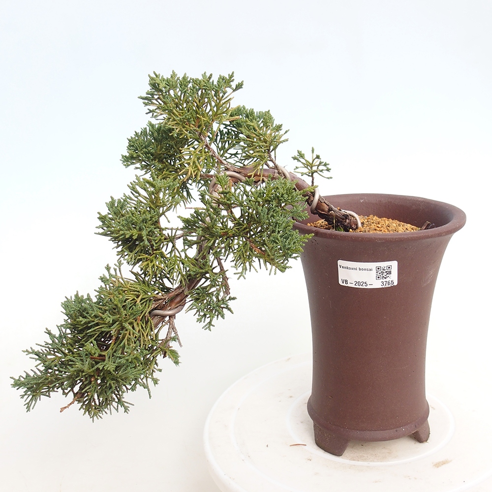 Outdoor bonsai - Juniperus chinensis Kishu