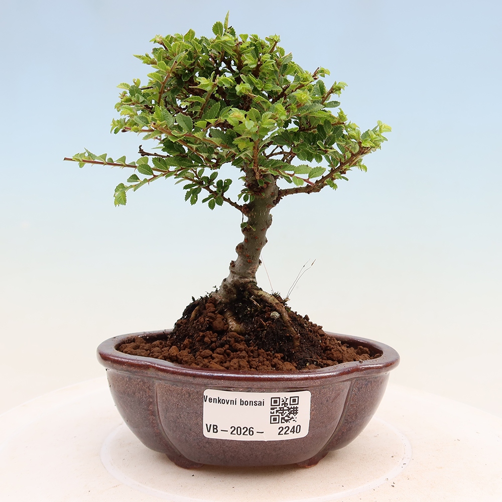 Bonsai ogrodowe – Ulmus parvifolia Sagei – wiąz drobnolistny