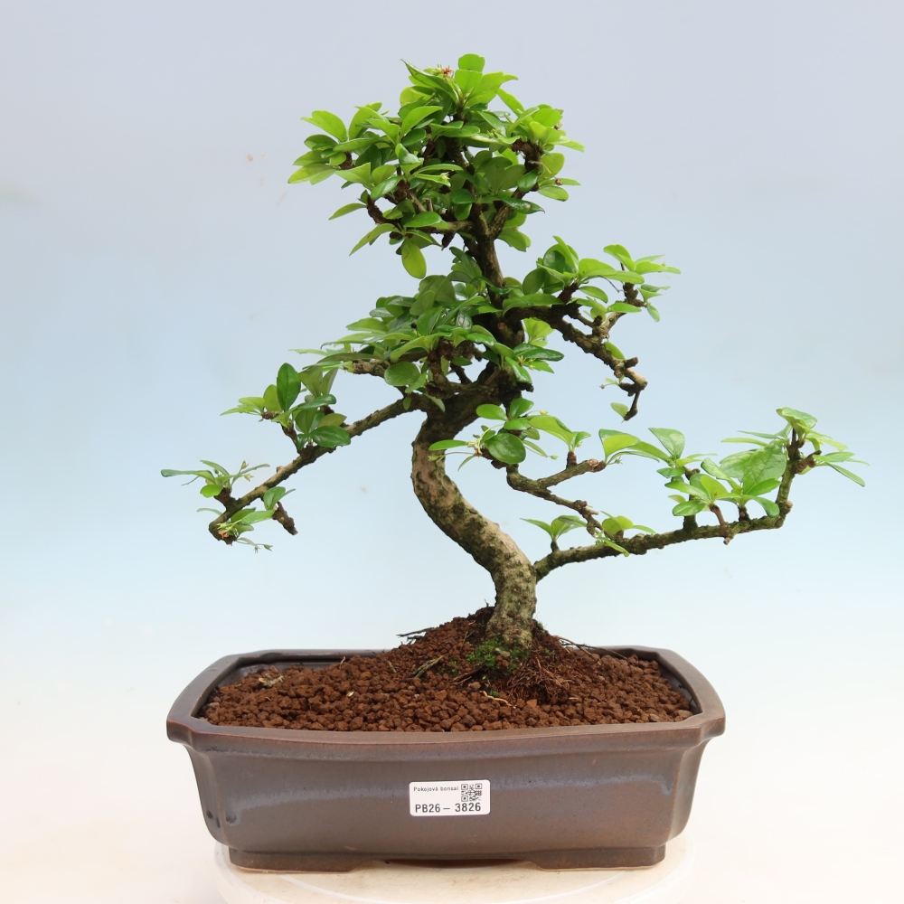 Bonsai pokojowe - Carmona macrophylla - Tea fuki