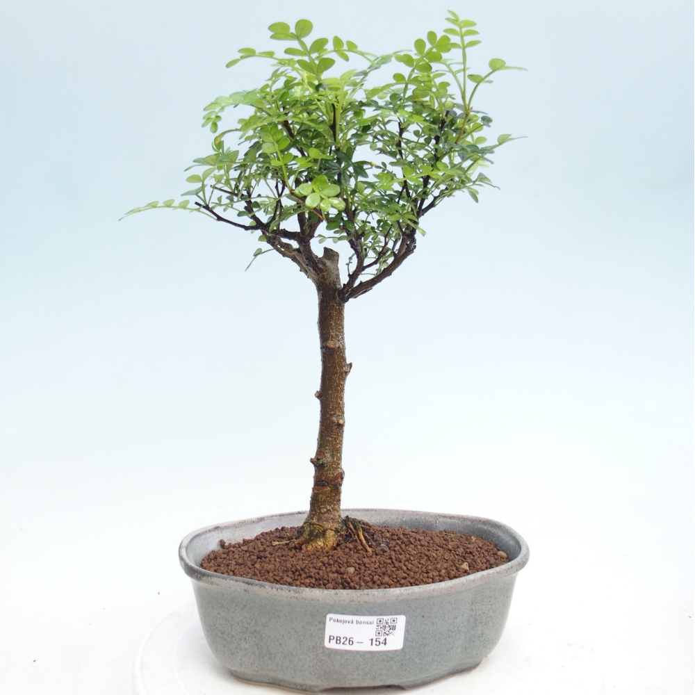 Pokój bonsai - Zantoxylum piperitum - drzewo pieprzowe