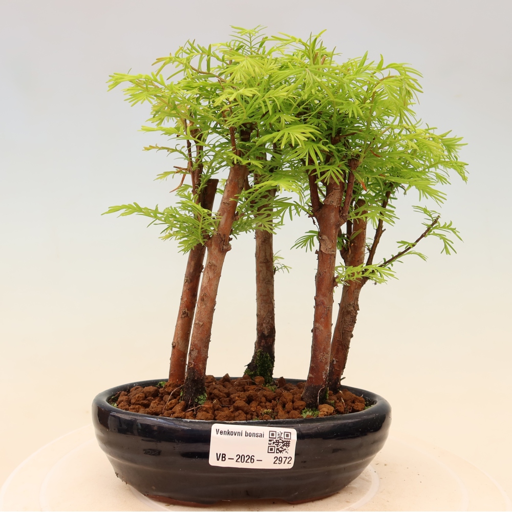 Bonsai ogrodowe – Metasequoia glyptostroboides – metasekwoja chińska – zagajnik