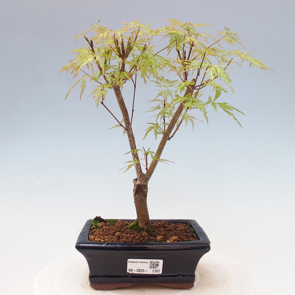 Outdoor bonsai - Acer palmatum Dissectum - Klon japoński 