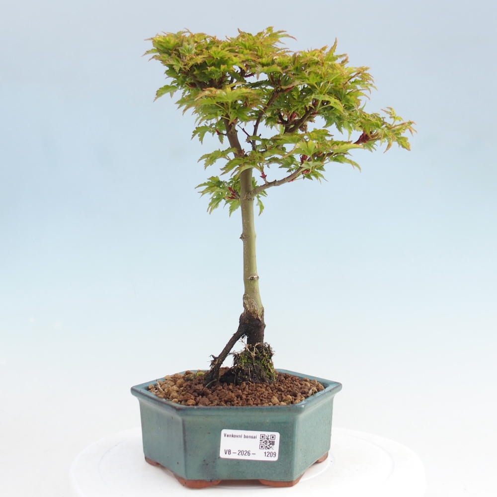 Outdoor bonsai - palma jaworowa Acer palmatum Shishigashira