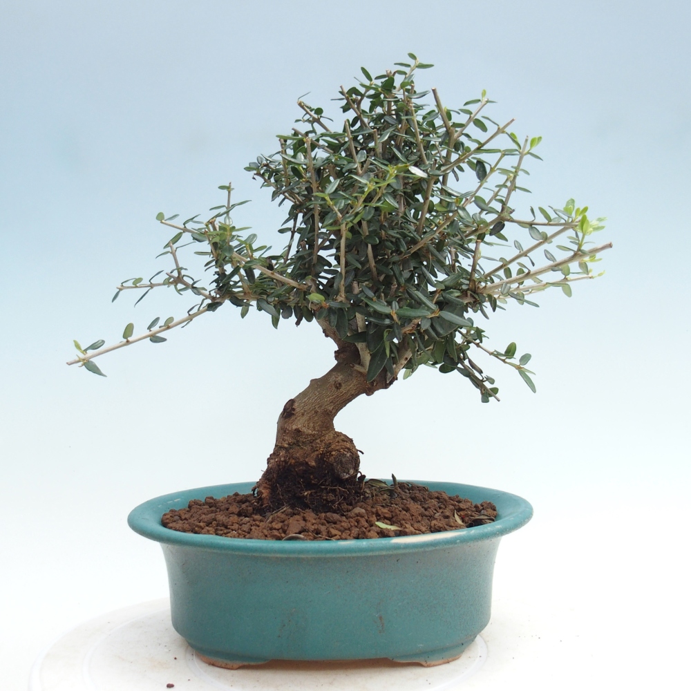 Bonsai do wnętrz - Olea europaea sylvestris