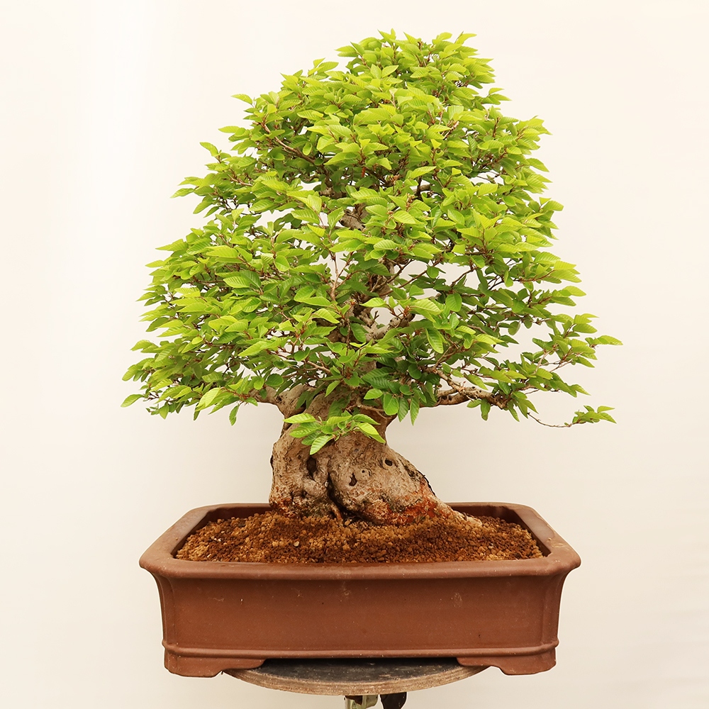 Bonsai plenerowe - Carpinus Coreana - grab koreański